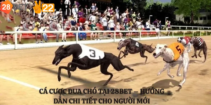 Cá Cược Đua Chó Tại 28bet – Hướng Dẫn Chi Tiết Cho Người Mới
