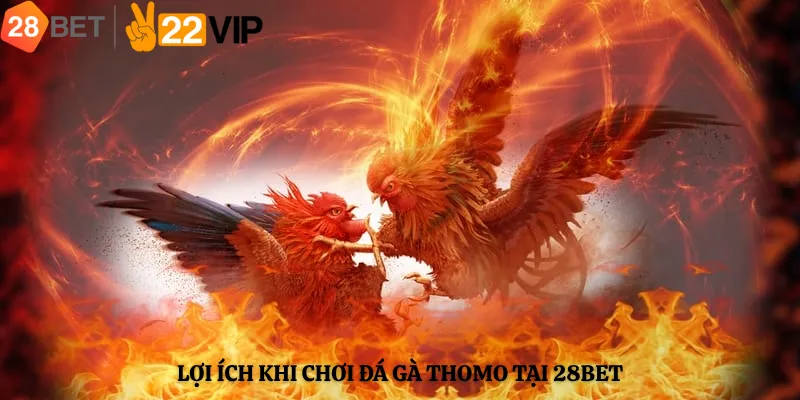 Lợi ích khi chơi Đá gà Thomo tại 28bet